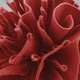 Image for article titled This Flower Is Beautiful, and It's Also Not a Flower At All
